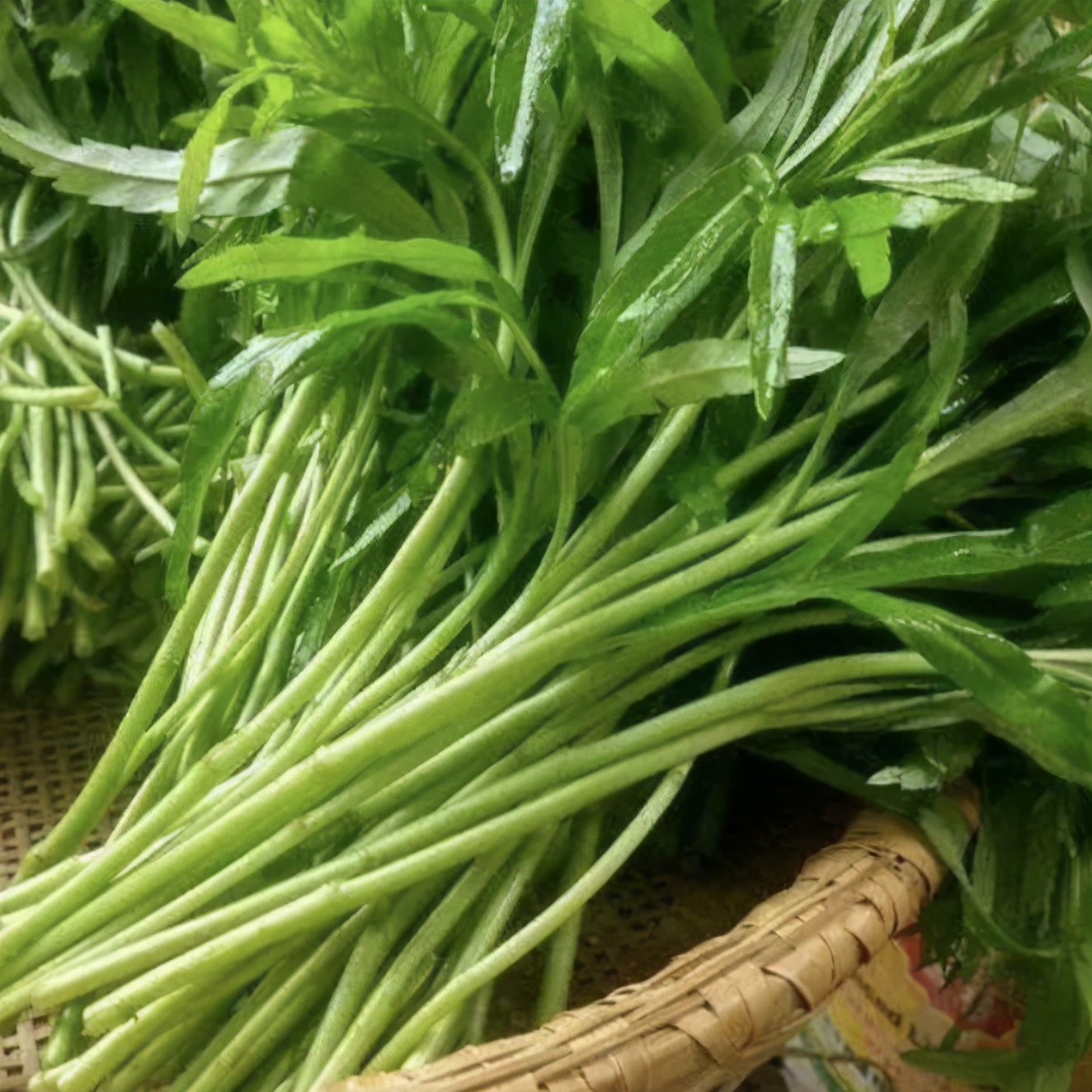 春味正当时阿拉上海宁春天不能错过的6种野菜你们喜欢吃哪个