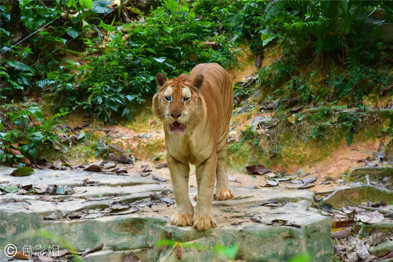 长隆欢乐世界旅游攻略景点必去（三天三夜欢乐长隆之旅）