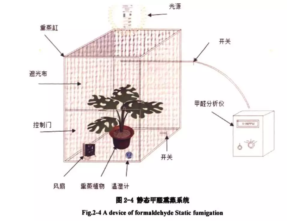 【绿萝】净化空气利器，超好养活，家中必备！