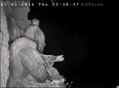 猫头鹰从不自己筑巢，都是抢，为什么？战斗力爆表，是鹰的天花板