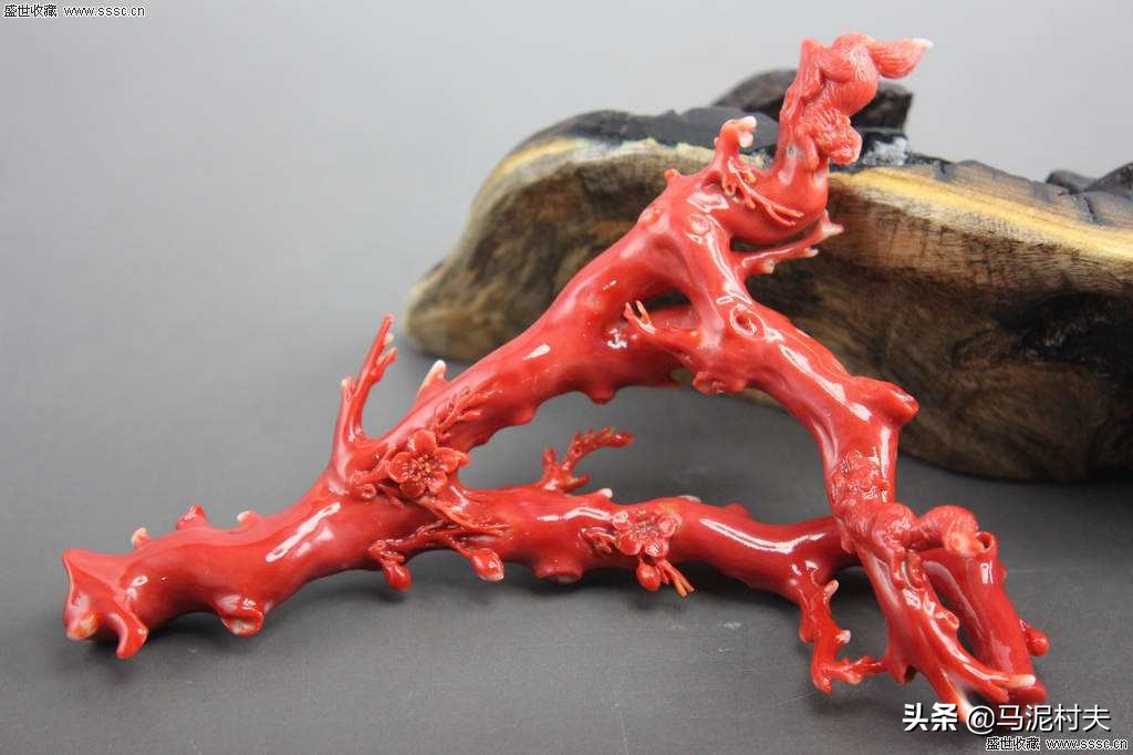 红珊瑚是如何形成的?