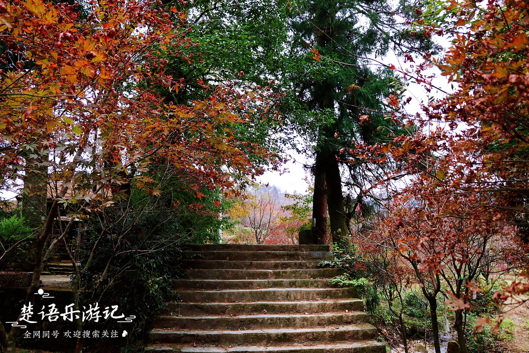 四明山红枫樱花（号称红枫之乡的浙江被人遗忘的世外桃源）