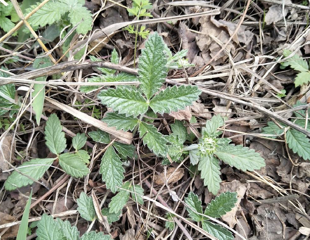 鸡脚菜的作用与功效-我的快乐小窝