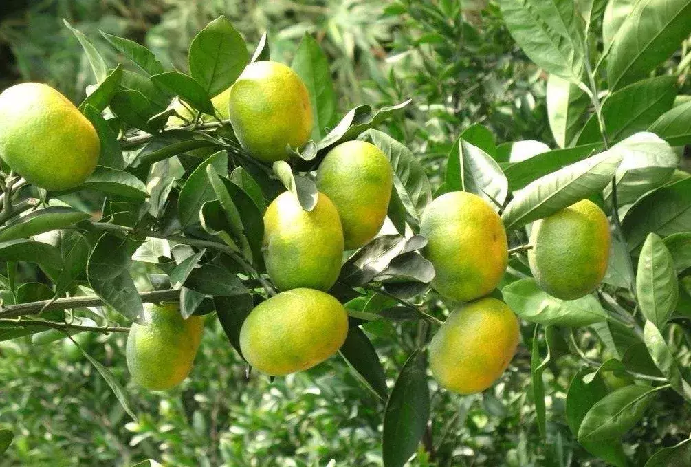 如何分辨柑、橘、桔？