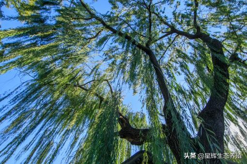 柳樹靠什么傳播種子的,柳樹靠什么傳播種子的答案