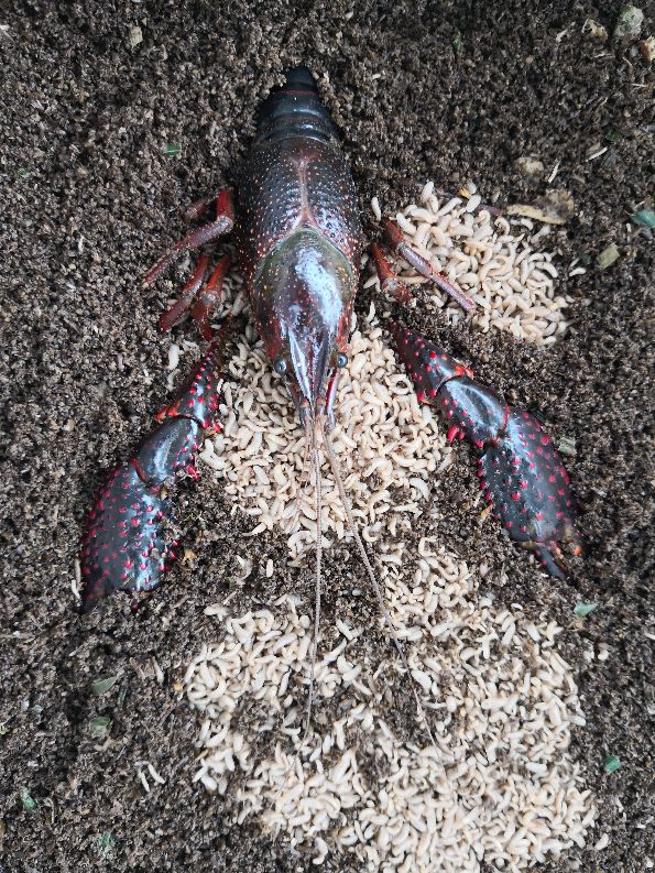 黑水虻幼虫在水产养殖的使用效果和应用研究