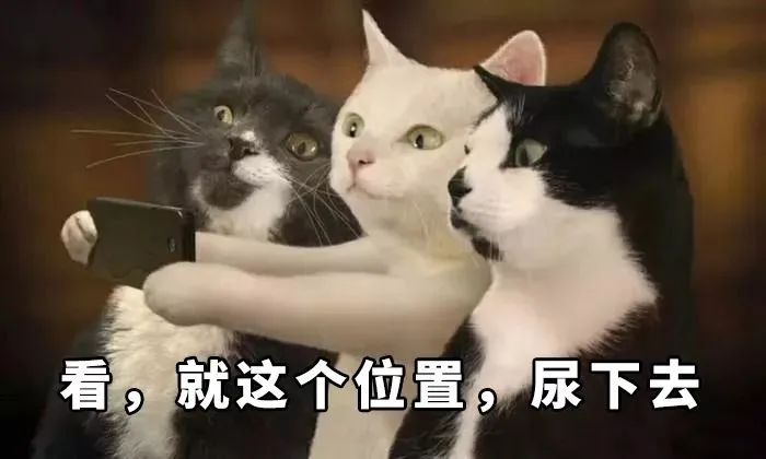 如何彻底祛除猫咪尿骚味？4步教你轻松消灭气味炸弹