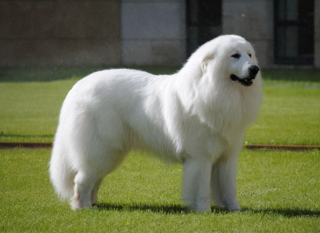 比利牛斯山的狗体型庞大,有时看起来像北极熊,但它的体型令人印象