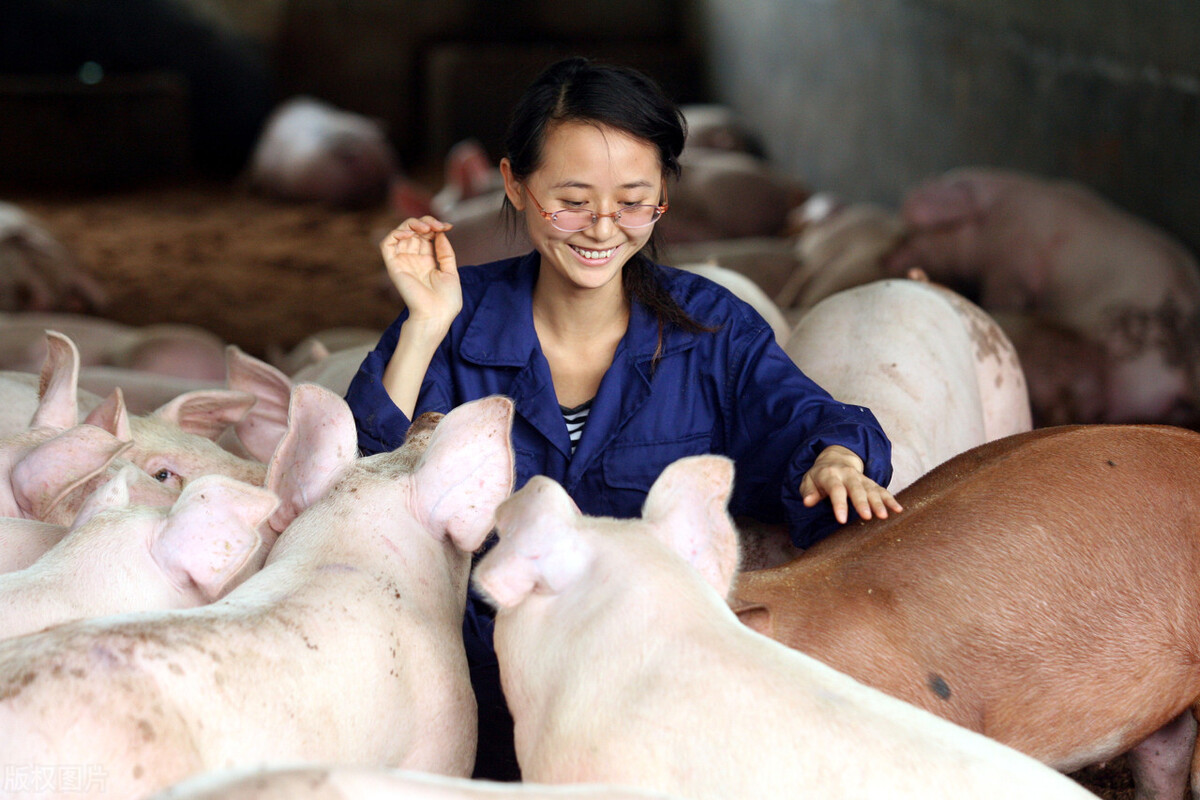 养猪补贴,养猪补贴2022政策