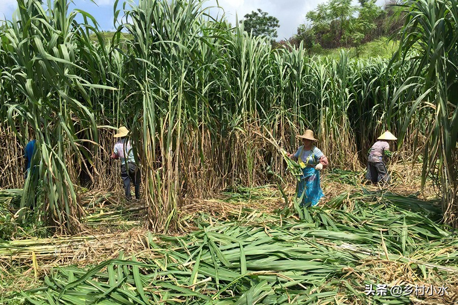 植株高达7米，亩产30吨，“巨菌草”种植一次可以收割15年