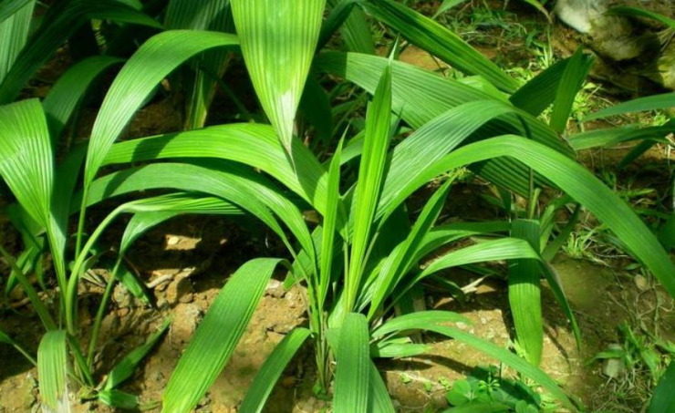 野草,在我们老家叫"竹灵芝",有的地方则叫它们松兰,岩棕或者大地棕根