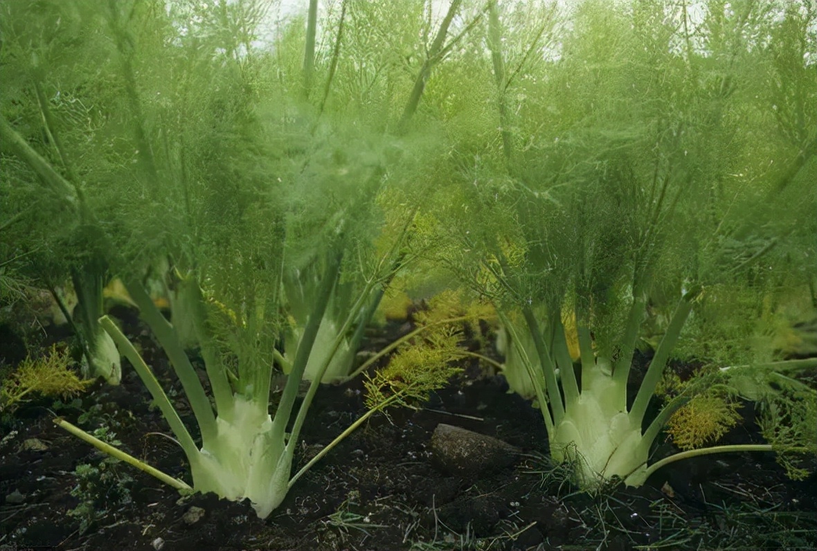 可以说茴香全身都是宝,不光是它的嫩茎叶可以当蔬菜来吃,而且全株都是