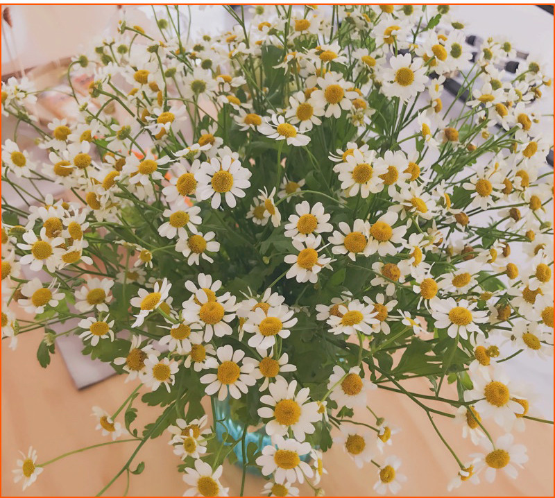 送棉花花束什么意思（32种鲜切花对应的花语）