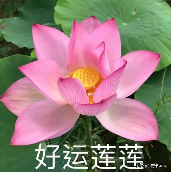 做律师以后,你失去「头像自由」了吗?