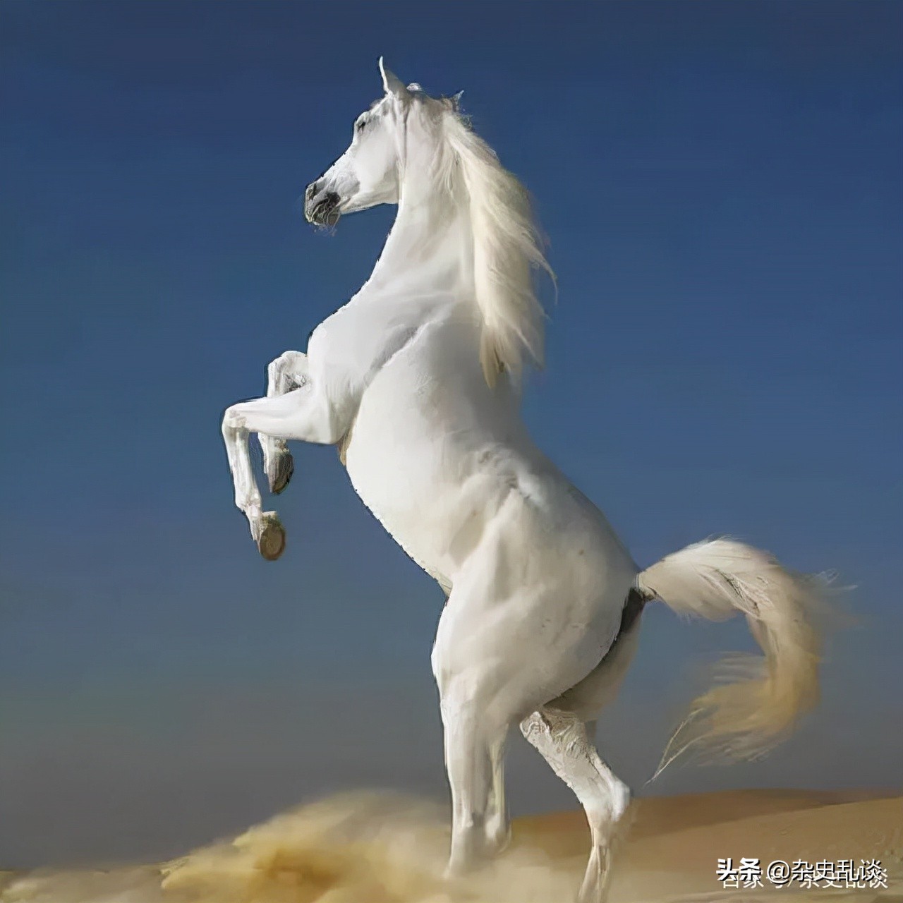 古代的"汗血宝马"为何汗流如血?和血统毫无关系,这是一种病