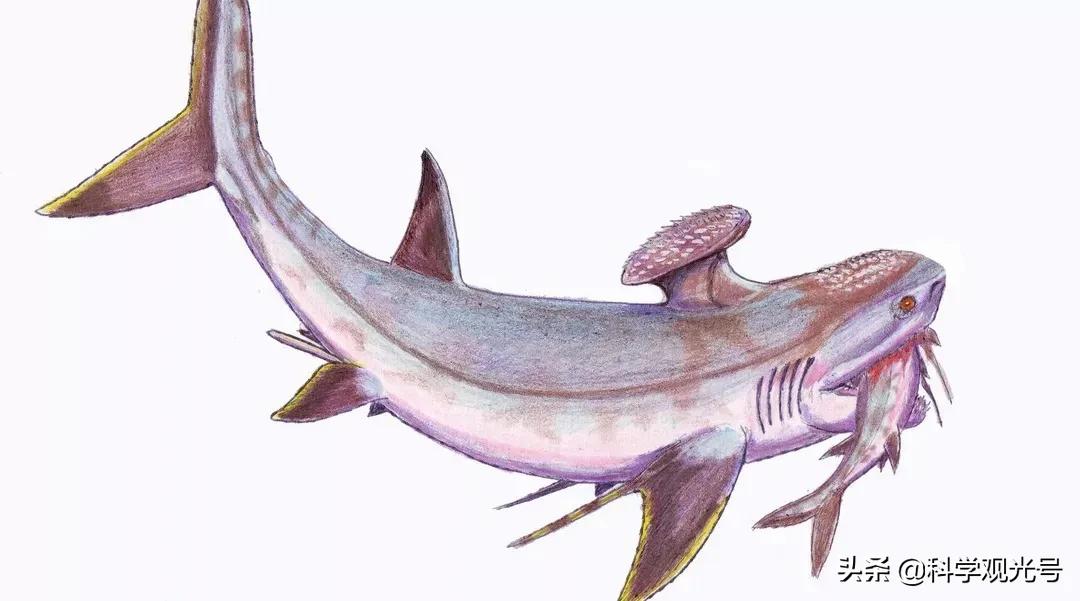旋齿鲨折纸图片