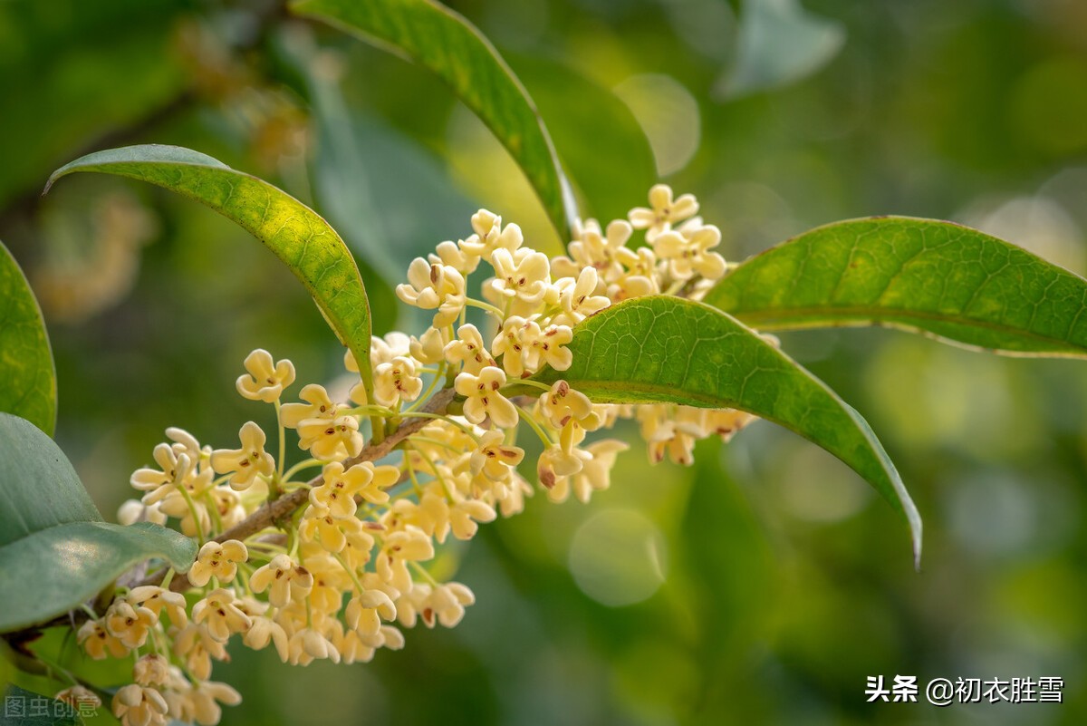 迎接仲秋和中秋，美诗四首赏读：秋气清高八月中，桂子飘香八月头