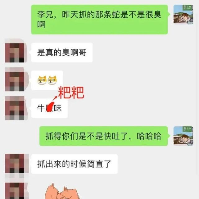 菜花蛇战斗力有多强？自身无毒却能吃毒蛇，遇到危险就“放屁”