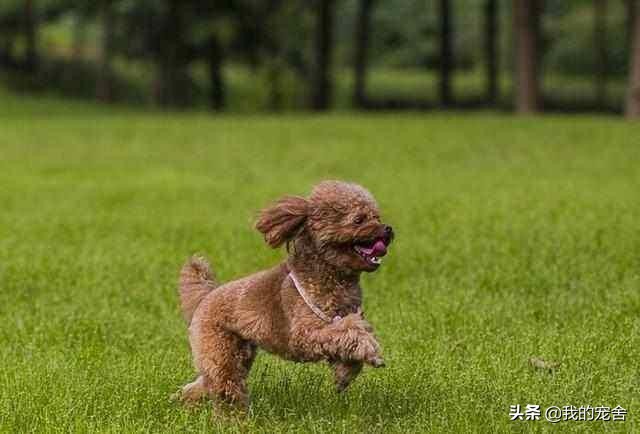 养贵宾犬要注意什么，这几个方面多多留心 1