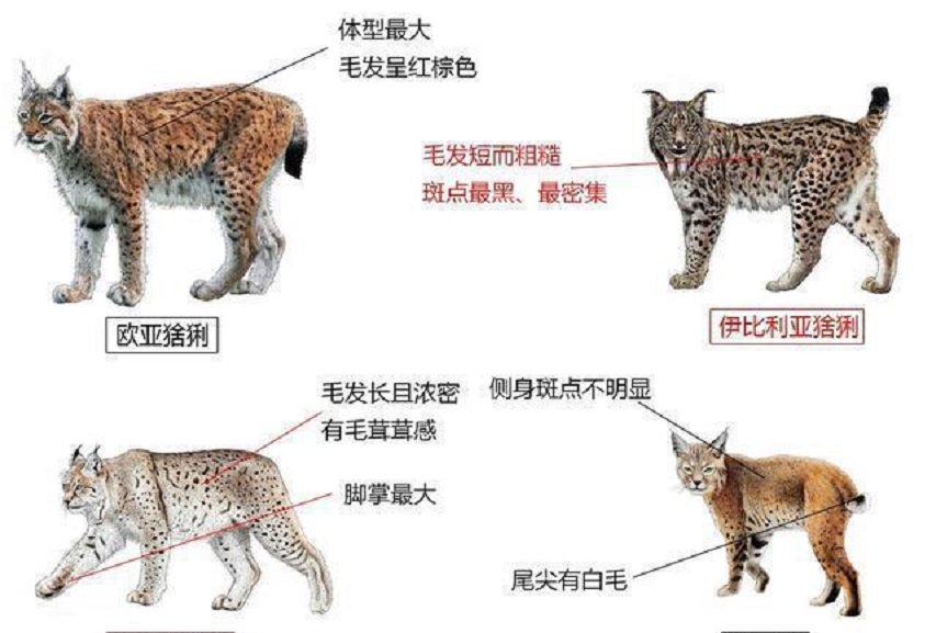 狼见了都要"叫大哥"