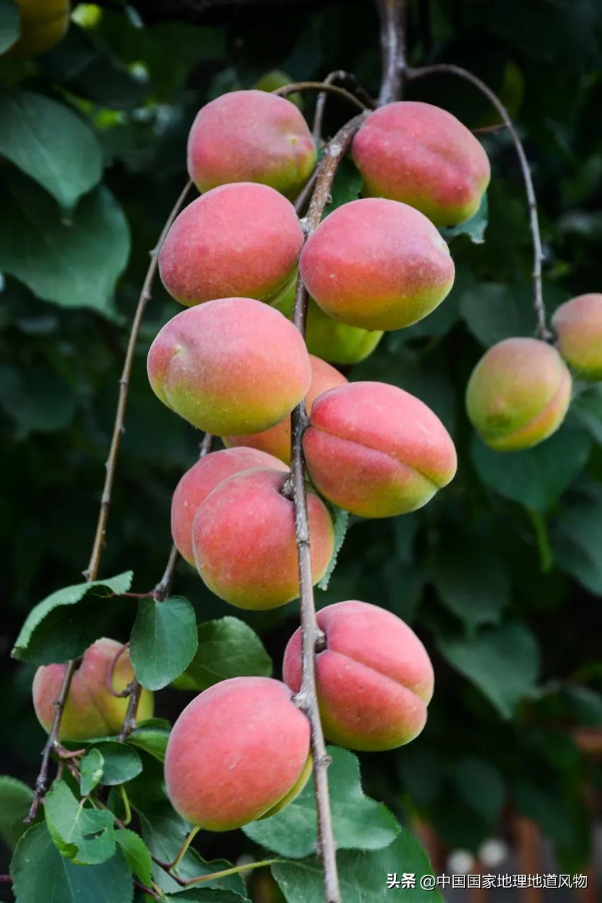 小白杏、大接杏、水蜜杏......中国到底哪里的杏子最好吃？