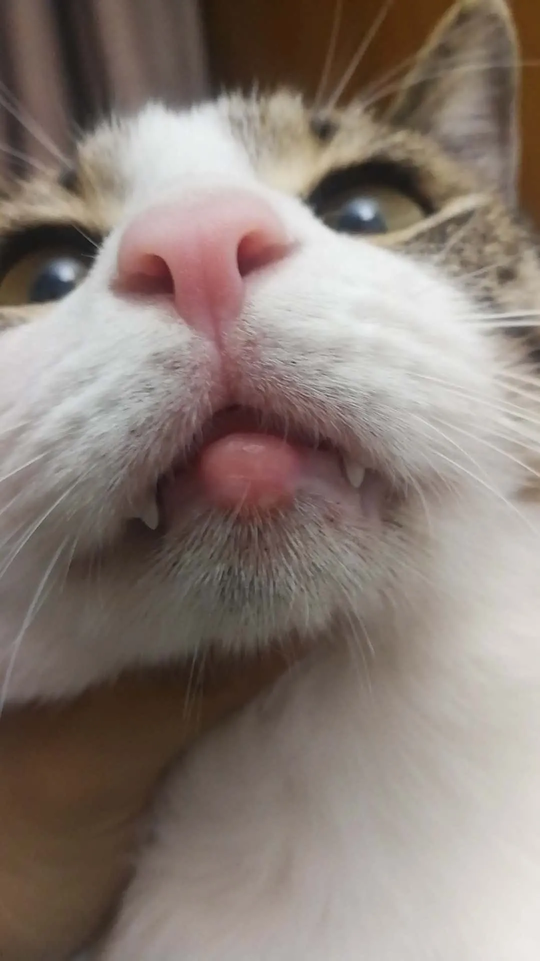 花了12000元拔光猫咪所有牙齿,只为让它活下去