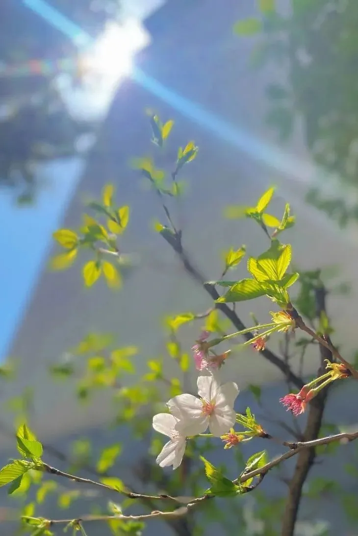 惊人速度崛起！这所九年制学校数学品牌太强了