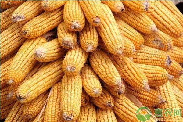 今日玉米多少钱一斤？附玉米价格未来走势分析