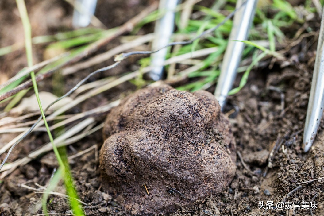 世界上食用野生蘑菇多达5000种，为何松茸和松露仍被吃出“天价”