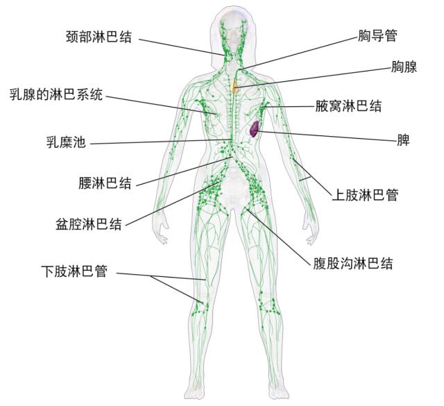辟谣！淋巴肿大是毒素排不出去？如何快速排毒消肿？医生告诉你