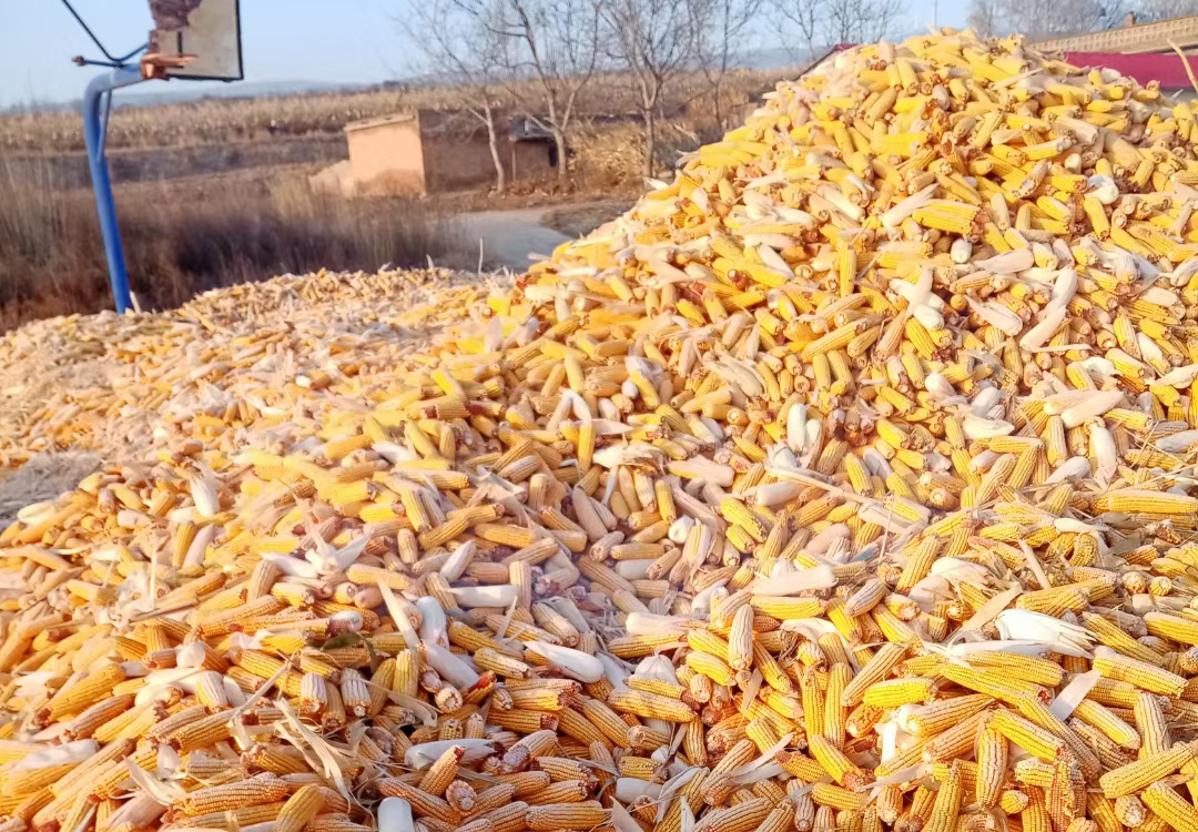 “下跌潮”来了！玉米、小麦、大豆集体下跌，粮价要“崩盘”？