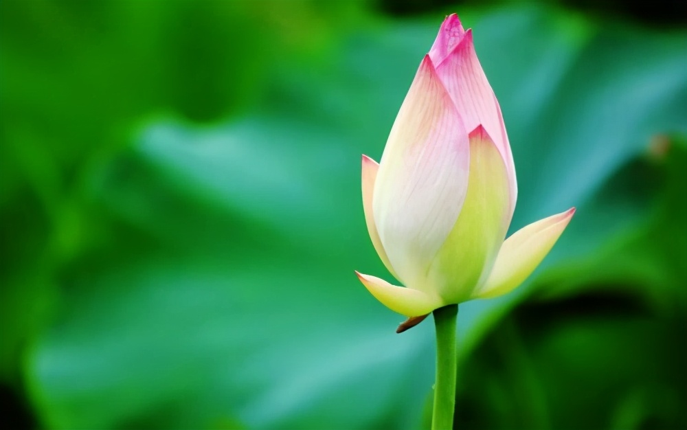 唐诗赏读·齐安郡后池绝句