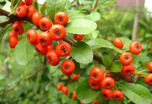 盘点36种野果大全,你能认出几种?