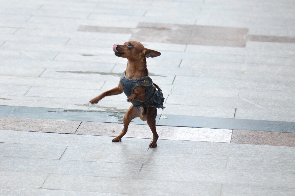 如何训练小鹿犬（小鹿犬的优缺点与训练方法）