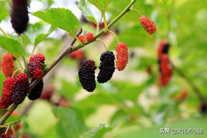 温一壶乡愁将往事喝个够，八首清新田园诗，唱给遥远故乡的歌