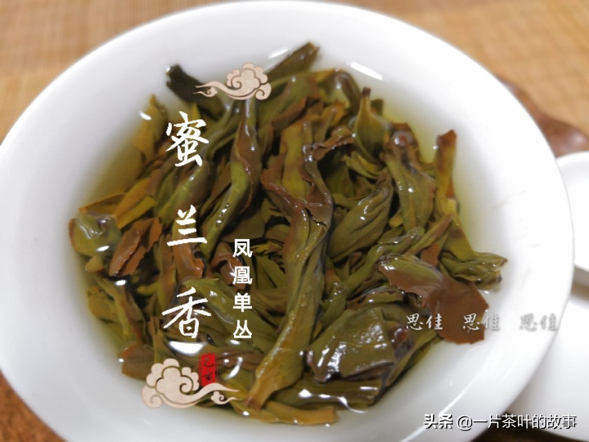 凤凰单丛茶是属于什么茶（一分钟全方位了解凤凰单丛）