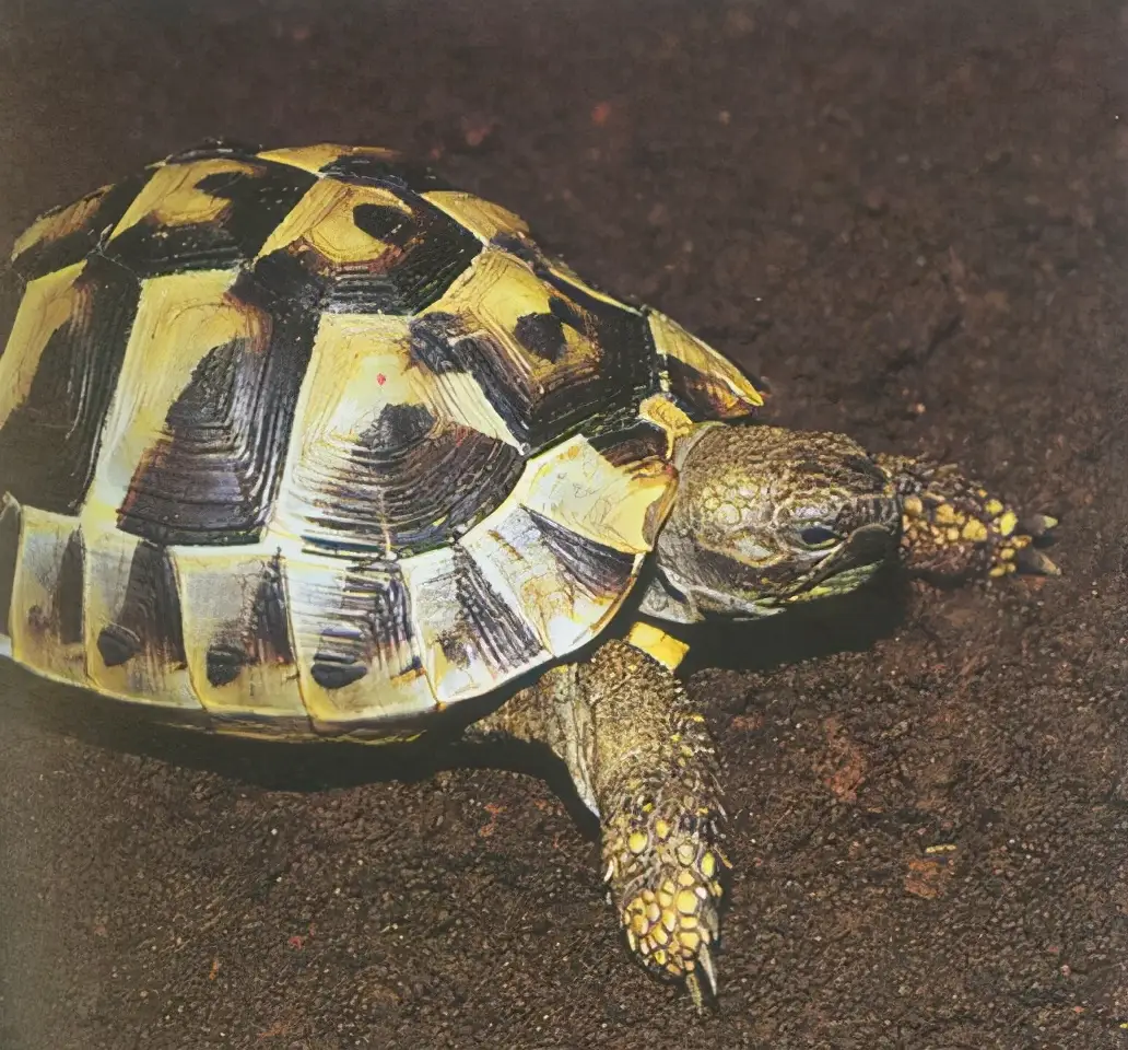 乌龟的种类图片及名称（乌龟的品种图片）