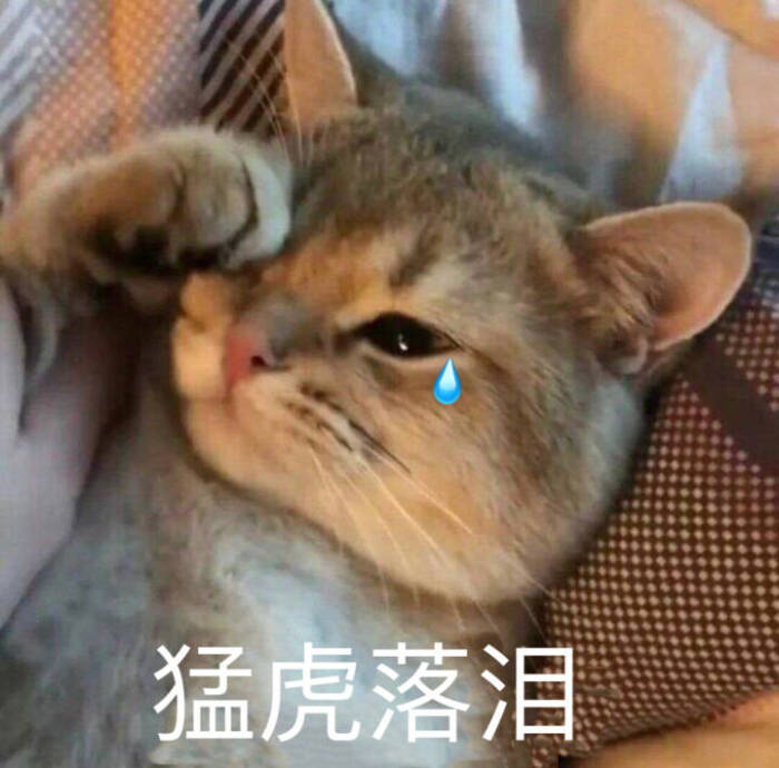 猫咪得了“猫藓”不要嫌弃它，用对方法就能治好