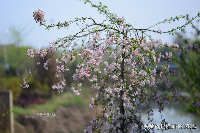 你的花园，或许需要一棵镇宅树 | 植物笔记