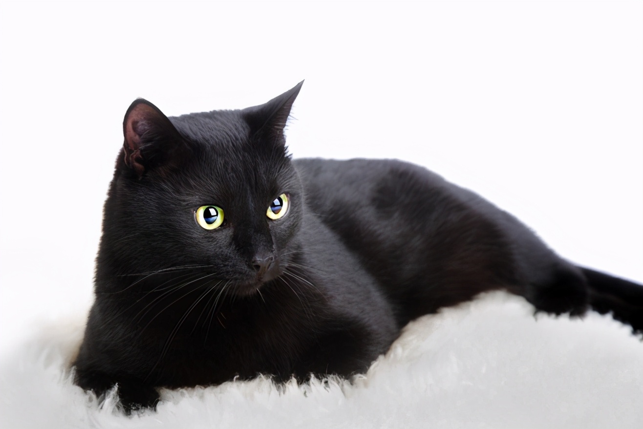 纯黑的猫一般人养不了（少人养黑色的猫的原因）