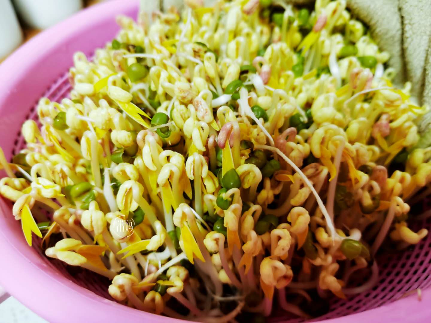 这个发豆芽小秘方，姥姥用了半辈子，又粗壮又脆嫩，3天就能吃﻿
