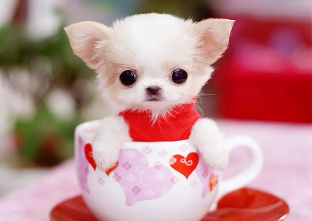精致可爱得让人无法抗拒的茶杯犬,为什么不能养?