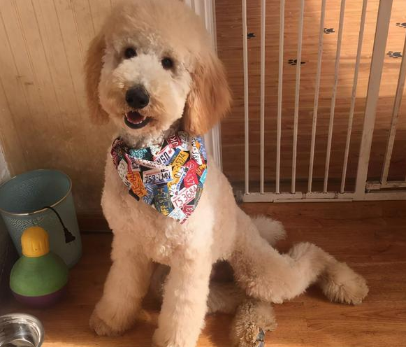 泰迪:泰迪本身体型小,即使爱拆家也破坏力没那么强大.