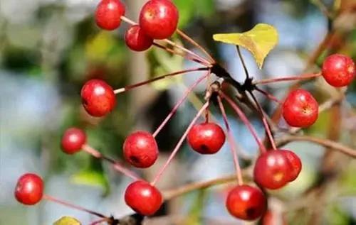 盘点36种野果大全,你能认出几种?