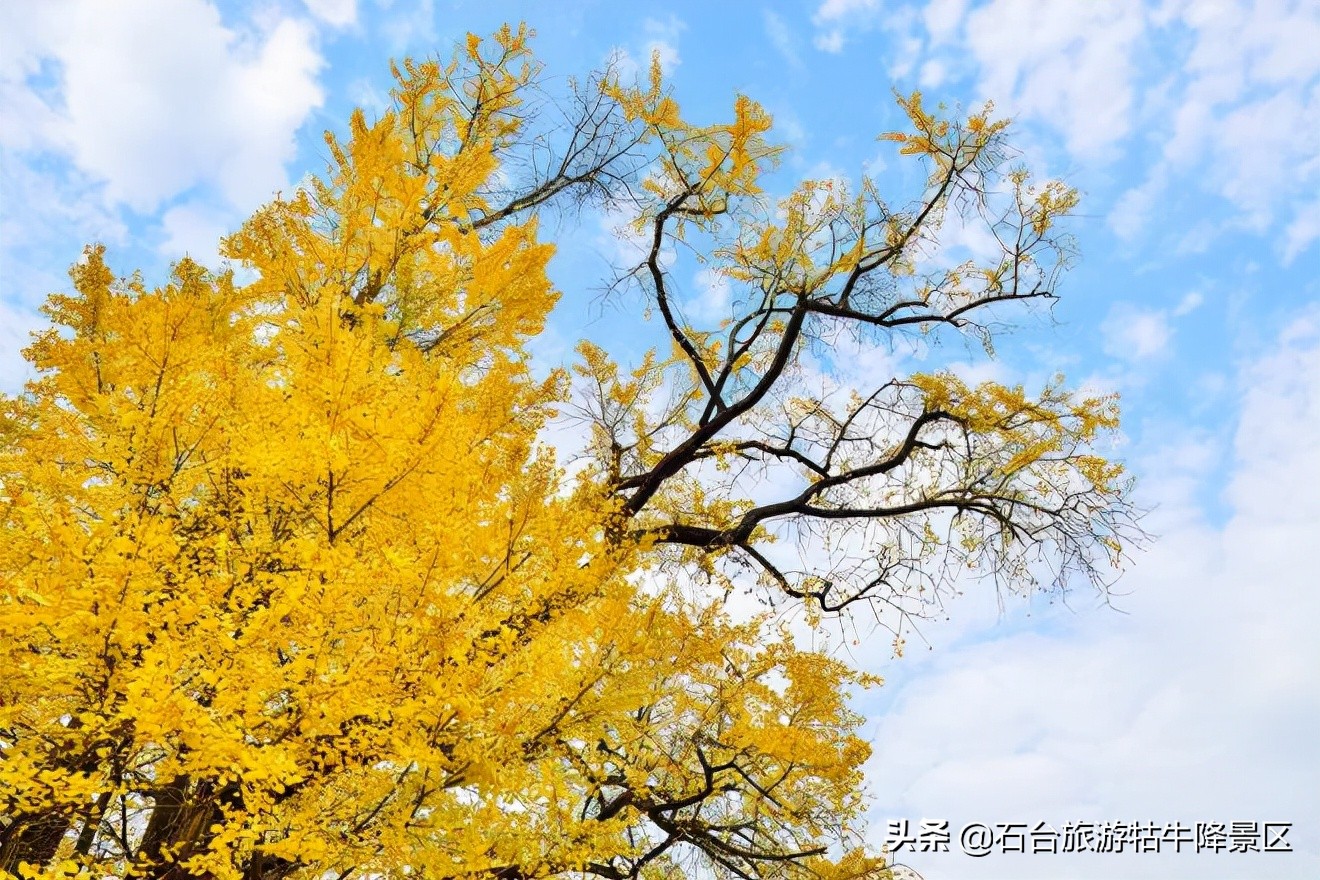 银杏叶的花语是什么（银杏果的食用方法分享）