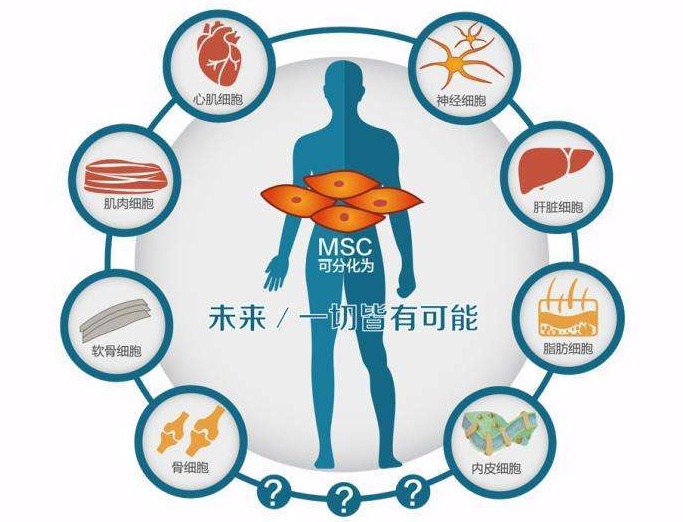 干细胞的作用（一文读懂干细胞的8个作用）