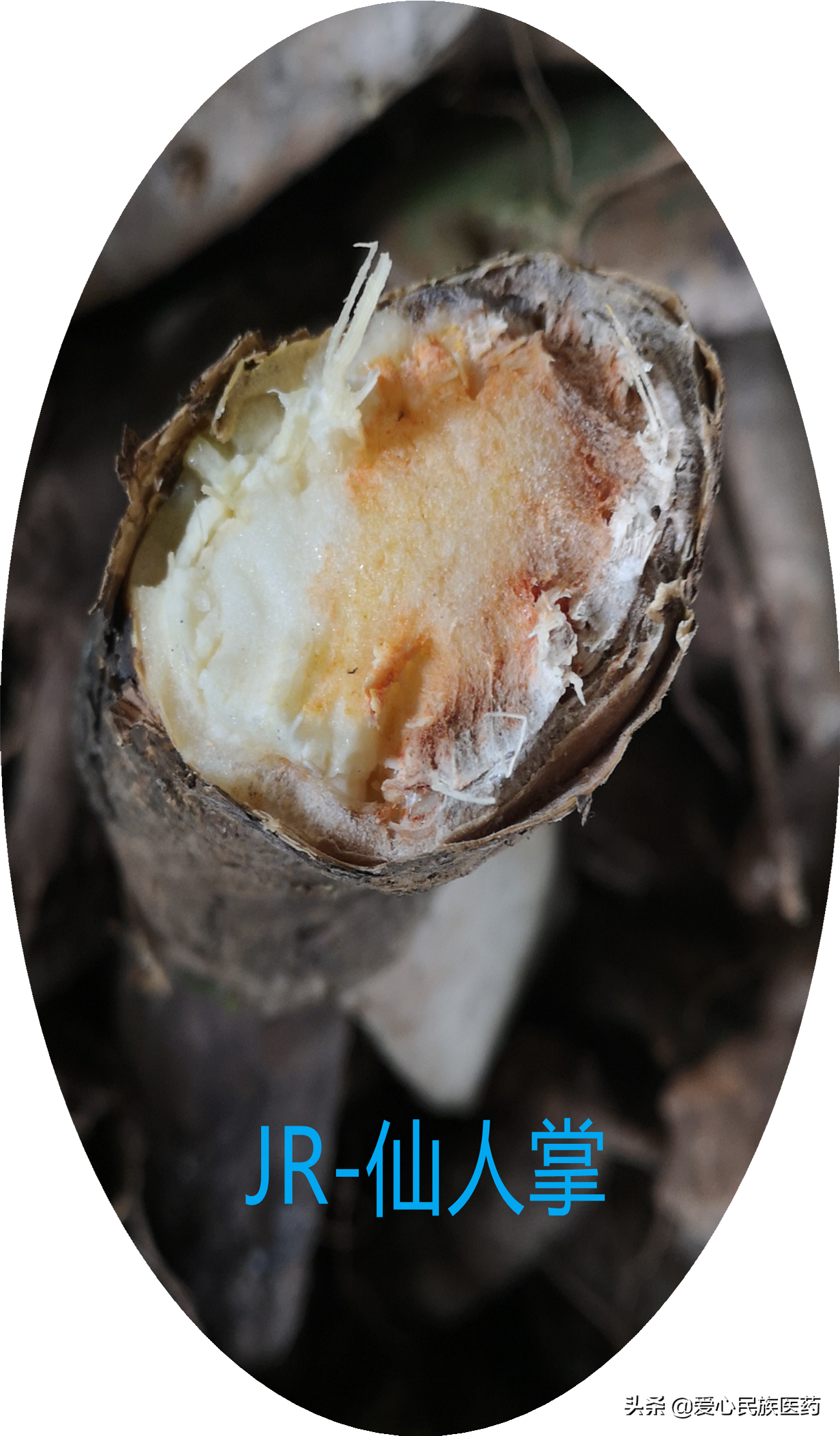浑身是刺 可观赏可入药还可以食用的仙人掌你了解多少