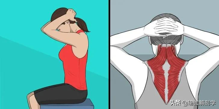 颈部瑜伽操体式教程（肩颈瑜伽的好处）