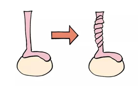 巨阴族(男性的蛋蛋有什么作用?会出现哪些问题?
