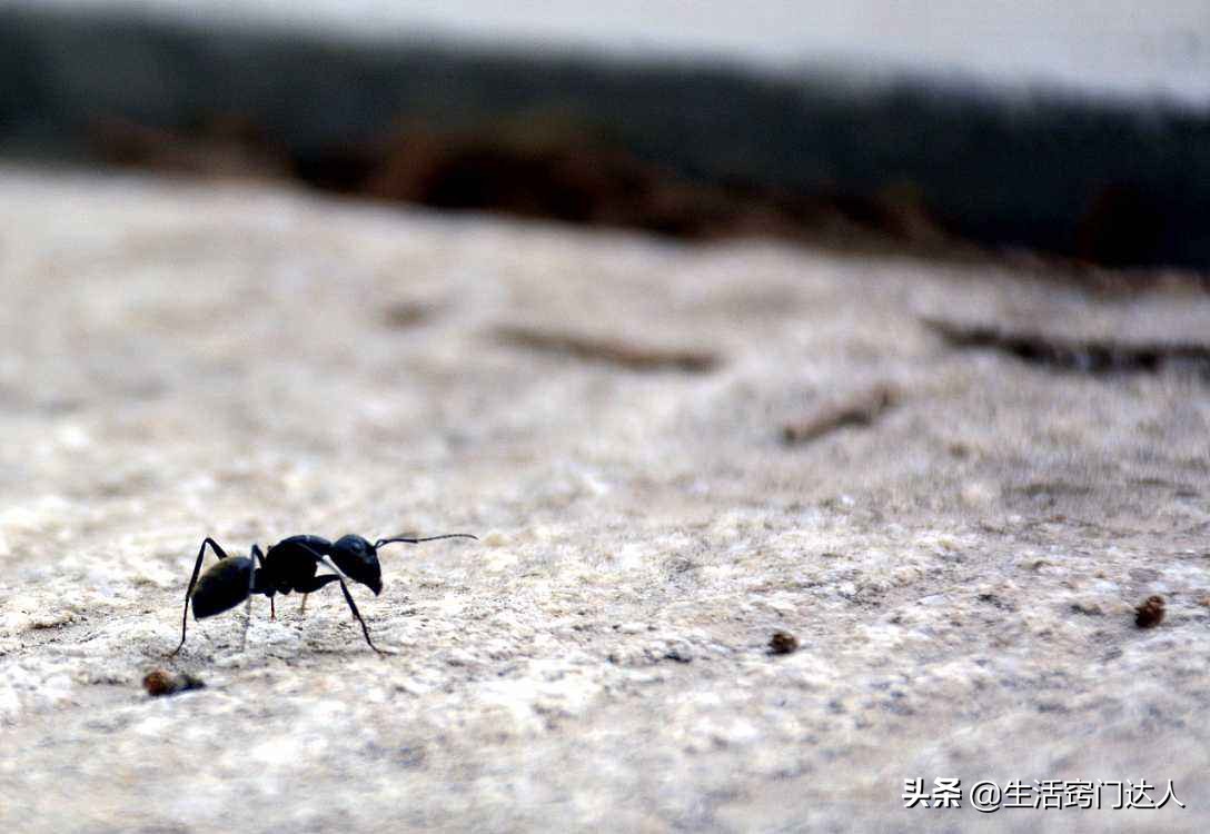 家里经常有蚂蚁出没？角落里撒一把，蚂蚁来一只灭一只，涨知识了